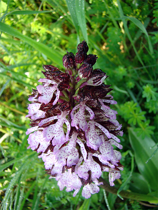 Orchis purpurea da confermare